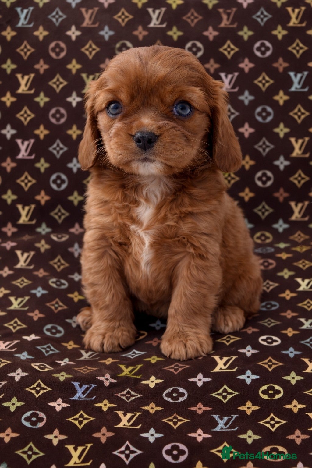 Cavalier King Charles Spaniel dogs Beautiful, Cavalier King Charles Spaniel puppies - Advert 1