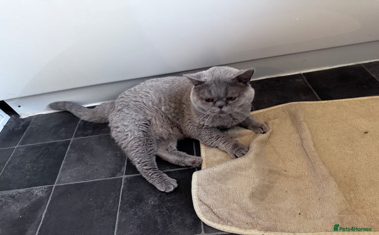 Mixed Breed cats - Advert 4