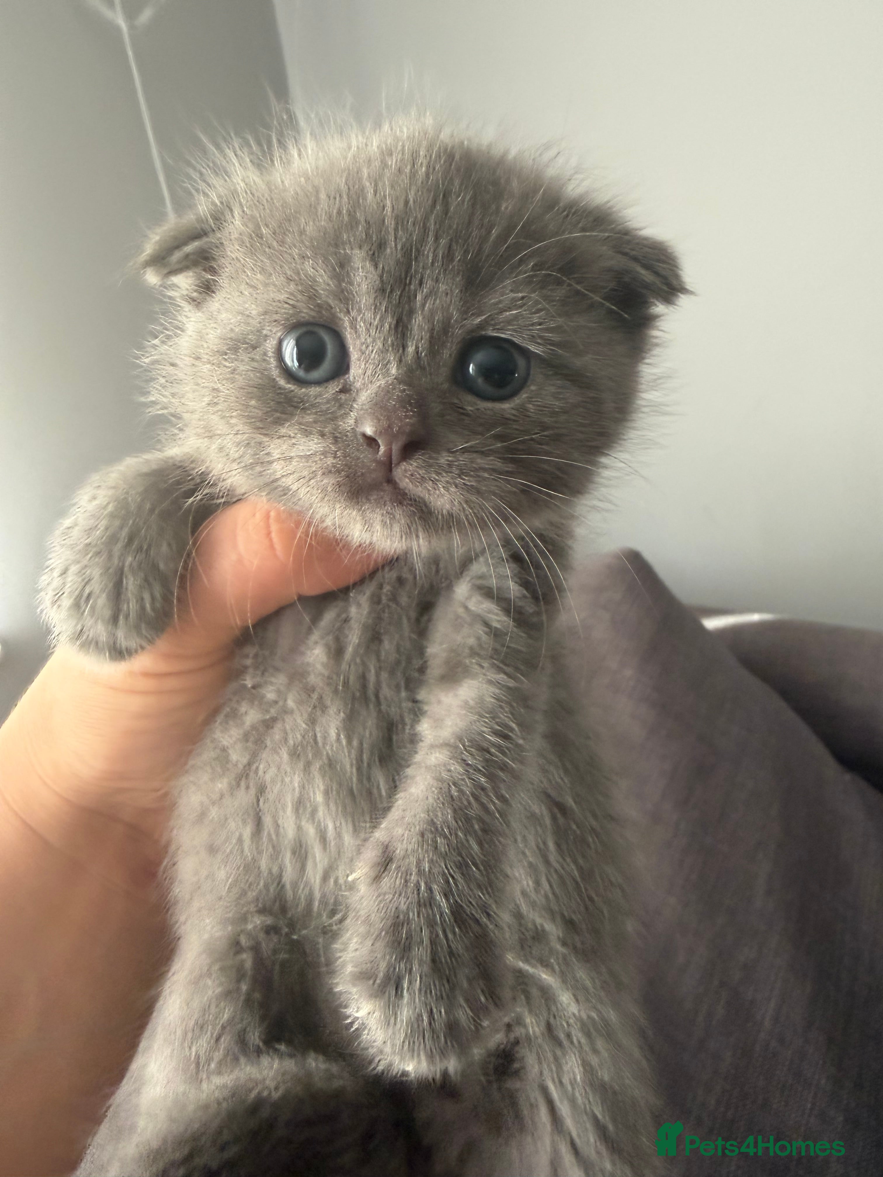 Scottish Fold cats Discount available ❤️Lovely scotish kittens💕💕💕 - Advert 2