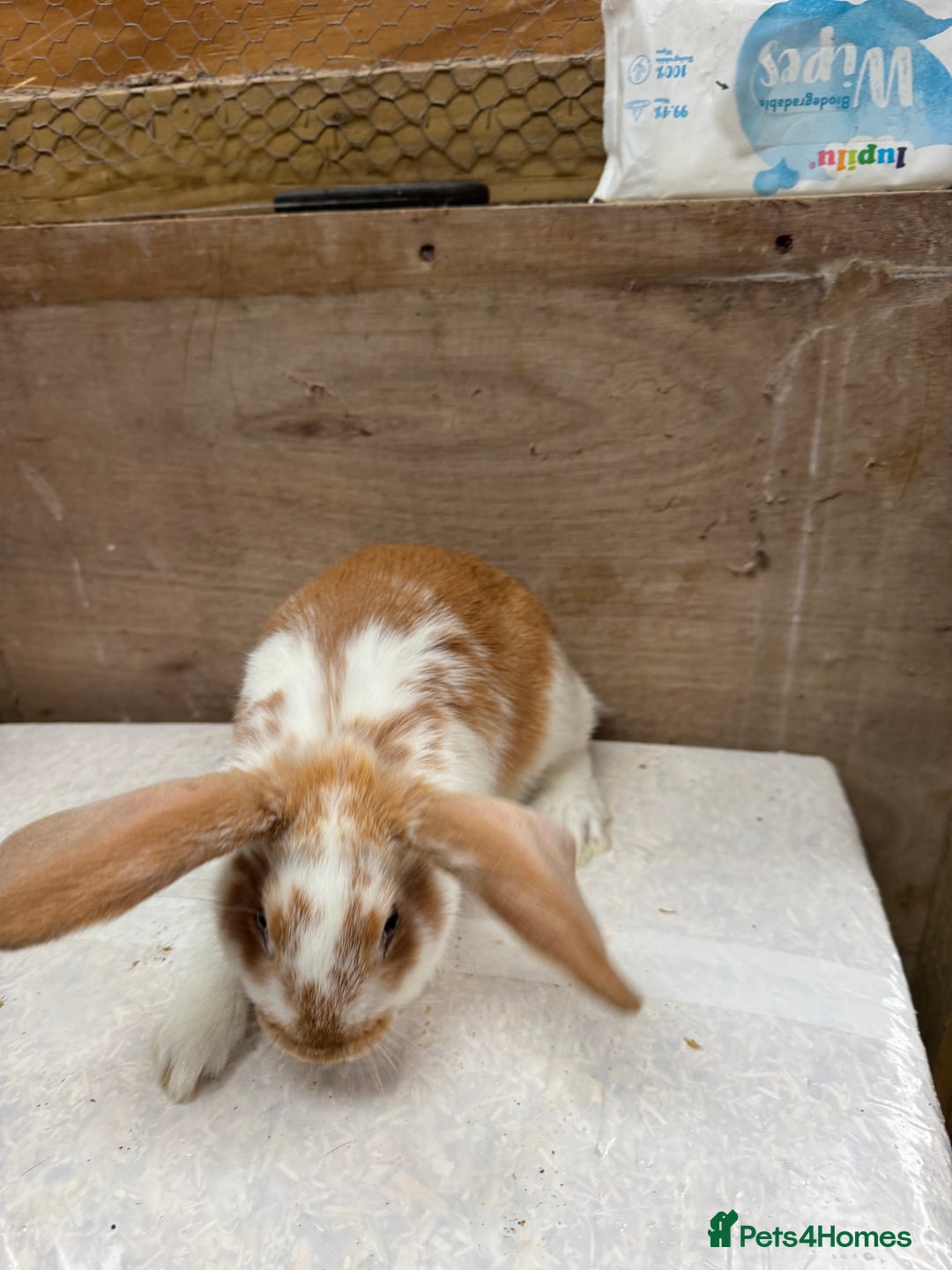 Mixed Breed rabbits for sale: 9 beautiful little Rabbit very friendly - Advert 9