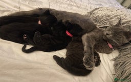 Mixed Breed cats for sale: Stunning kittens - Image 17