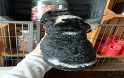 Bernedoodle dogs for sale: Standard Bernedoodle Blue Merle, Black White. - Image 21