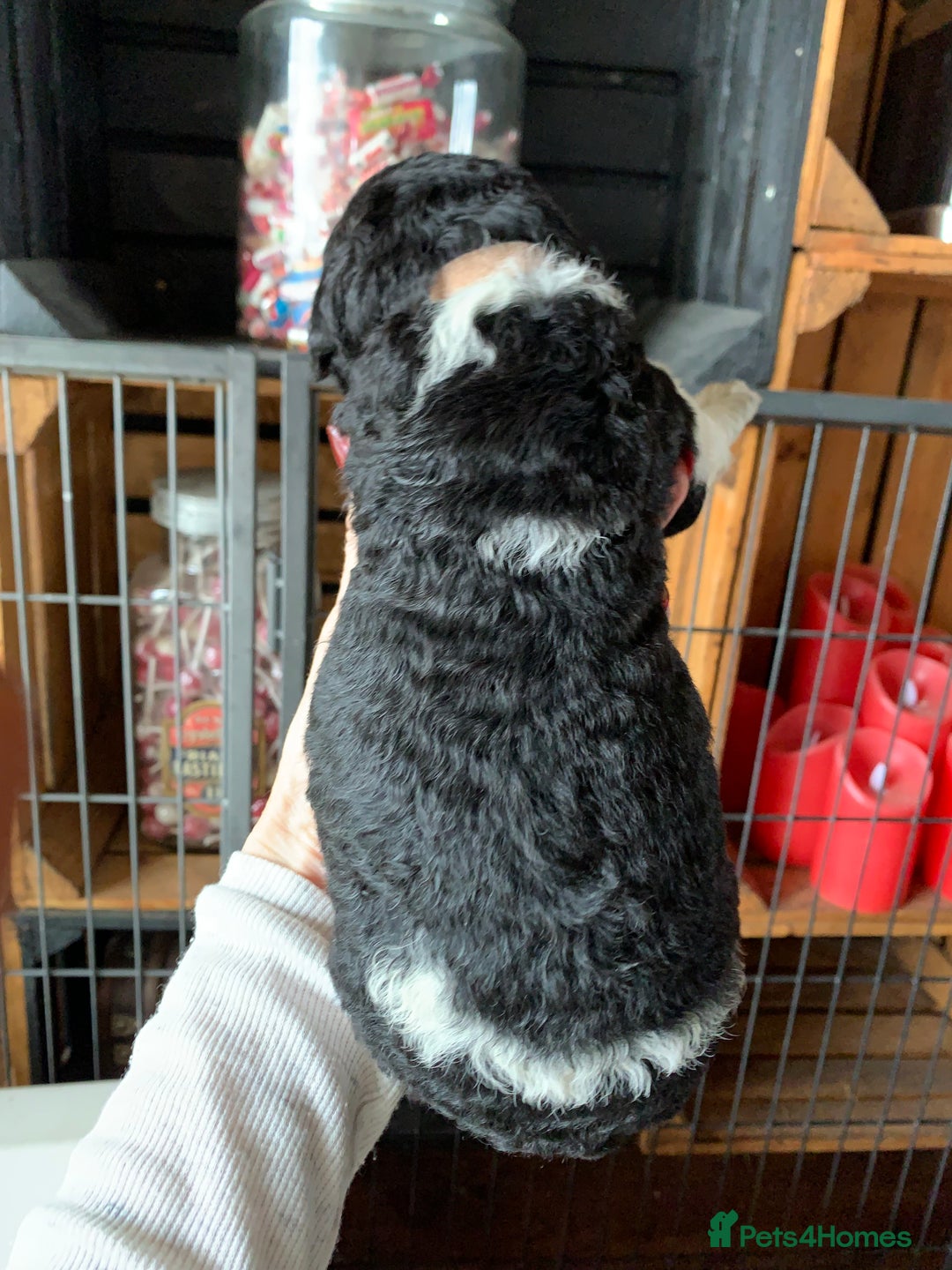 Bernedoodle dogs for sale: Standard Bernedoodle Blue Merle, Black White. - Image 21