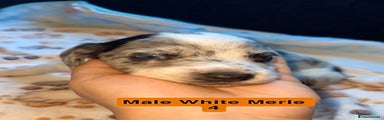 Male White Merle 4 