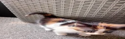 Mixed Breed cats for sale: Miss Jolanta - Advert 5