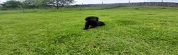 Cocker Spaniel dogs for sale: 14 week old Working Cocker Spaniel Male - Advert 1