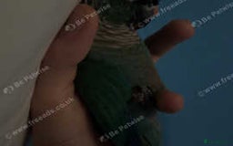 Conures birds for sale: Green cheek conure - Advert 3