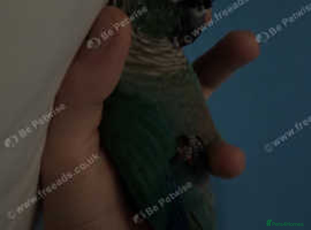 Conures birds for sale: Green cheek conure - Advert 3