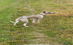 Whippet dogs for stud: Stud whippet - Image 5