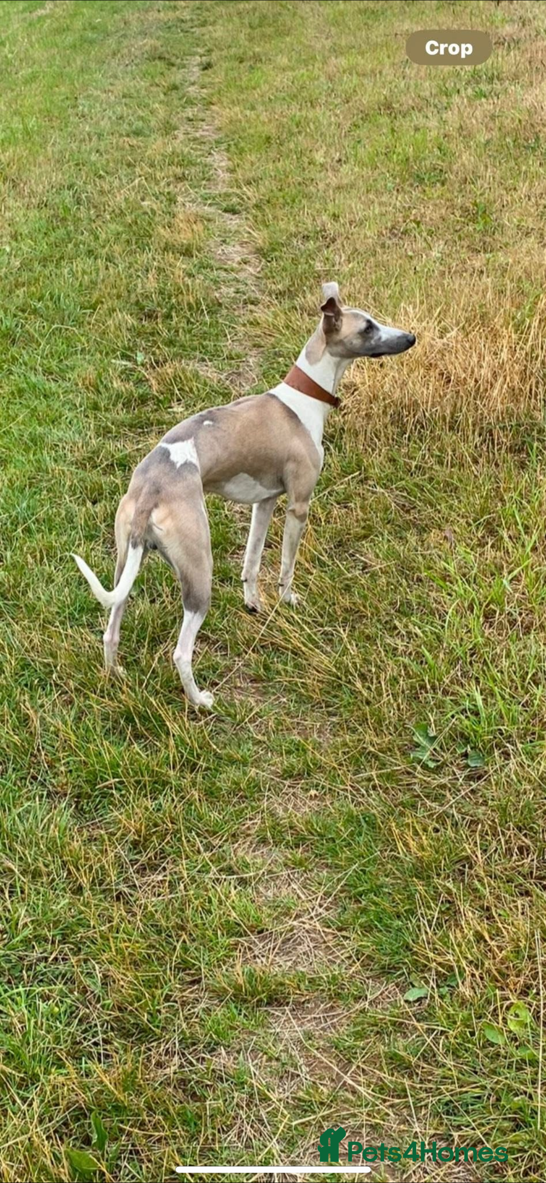 Whippet dogs for stud: Stud whippet - Image 5
