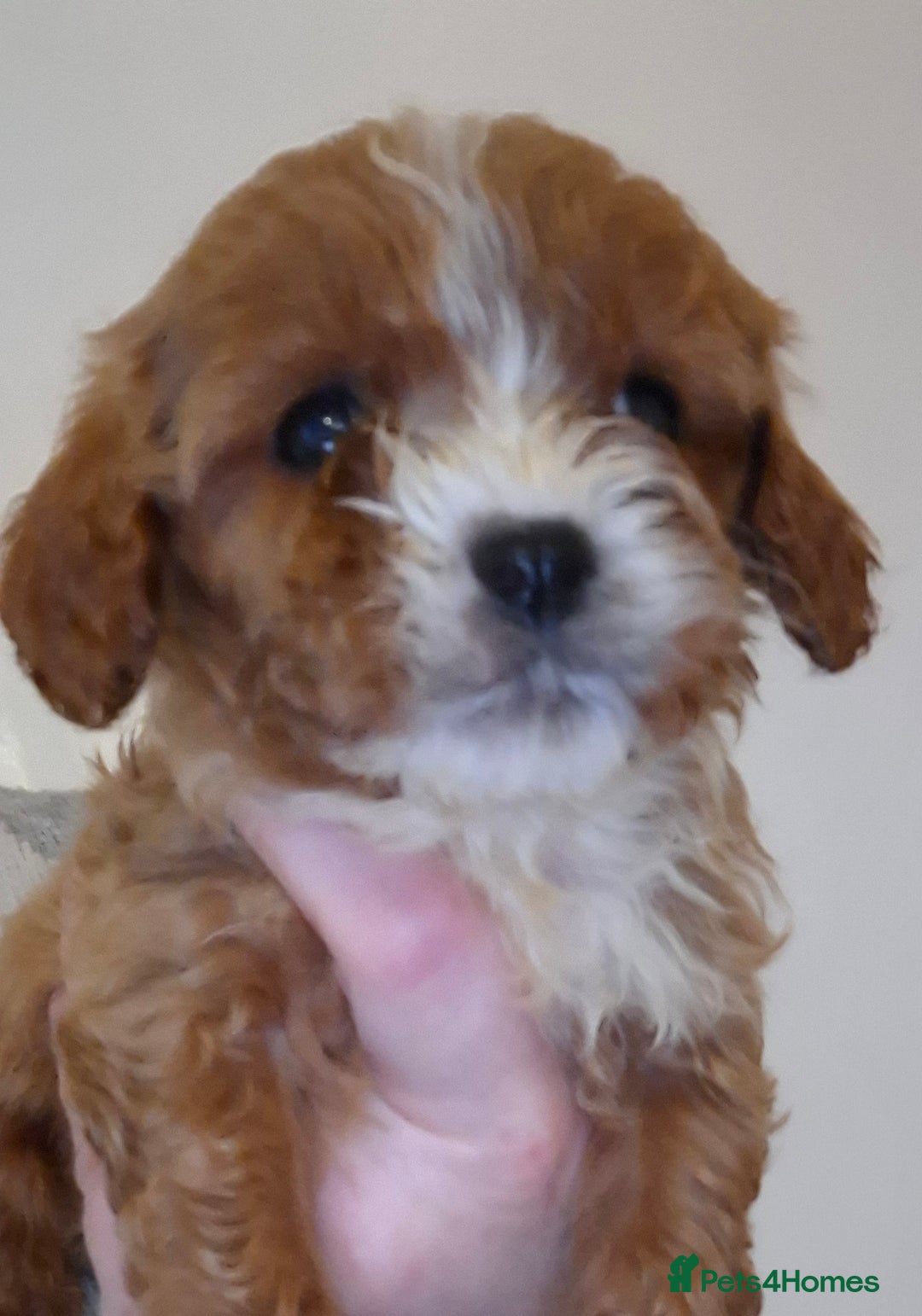 Cavapoo dogs for sale: F1 cavapoos  - Advert 9