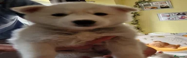 Siberian Husky 5