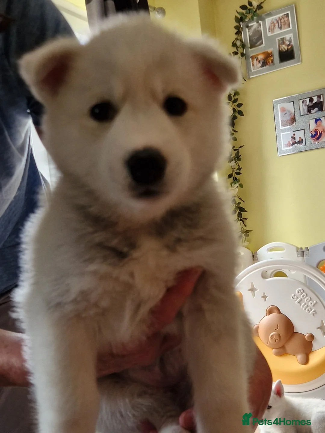Siberian Husky dogs for sale: Siberian husky pup's  in Sheffield - Advert 2