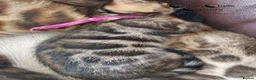 Bengal cats for sale: Pedigree Brown Rosetted Bengal Kittens - Advert 3