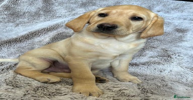 Labrador Retriever dogs - Advert 5