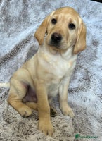 Labrador Retriever dogs - Advert 5