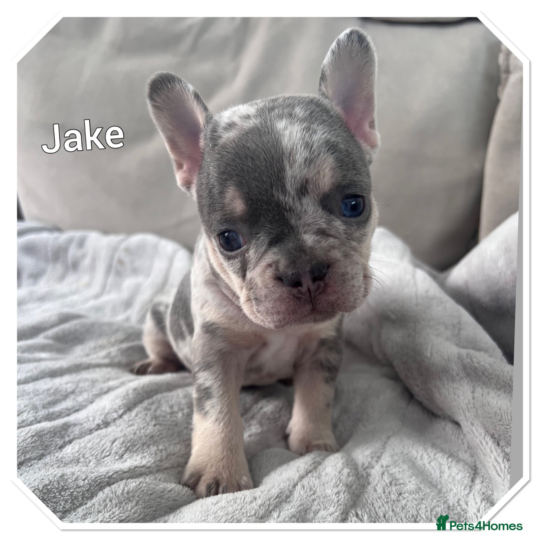 French Bulldog dogs 1 Frenchie looking for his forever home  - Advert 21
