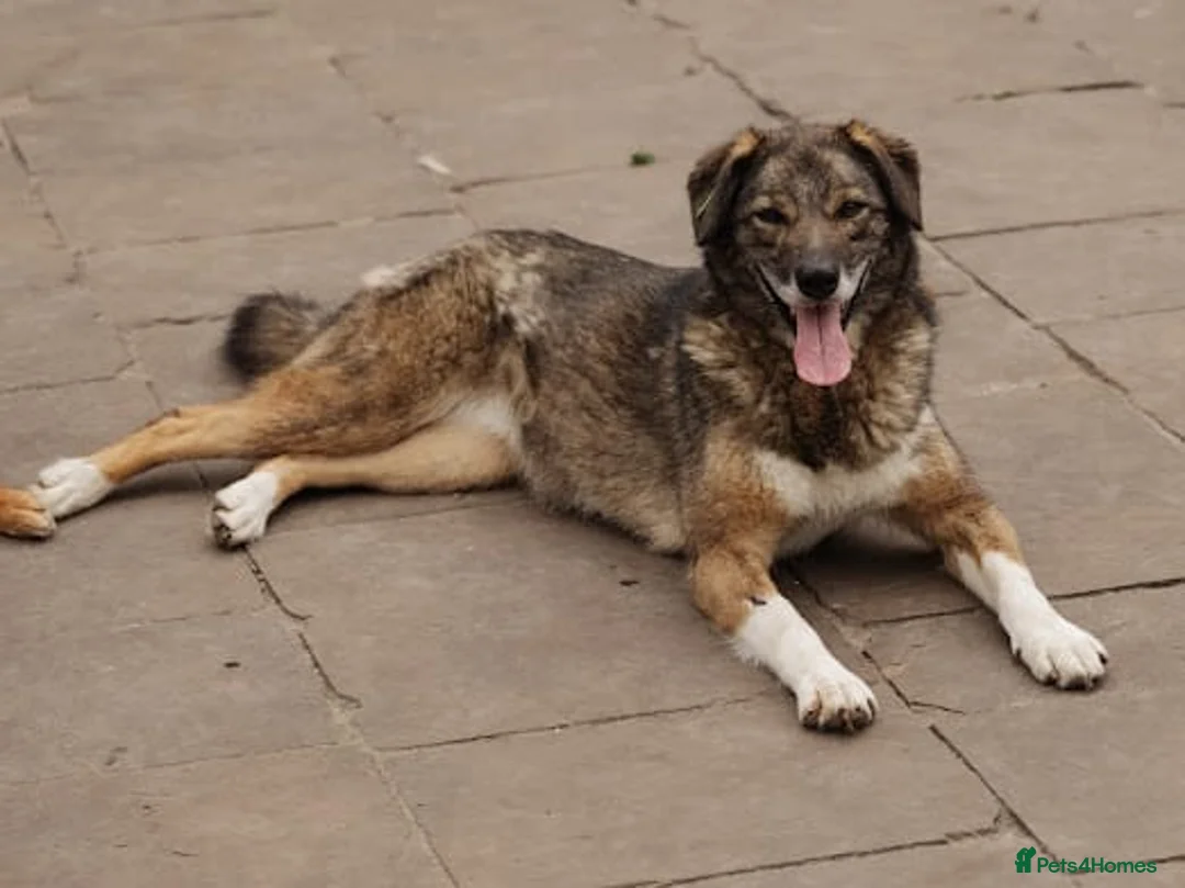 Mixed Breed dogs for adoption: ❤️Binky❤️3 yo smart&playful girl, medium knee size - Advert 12