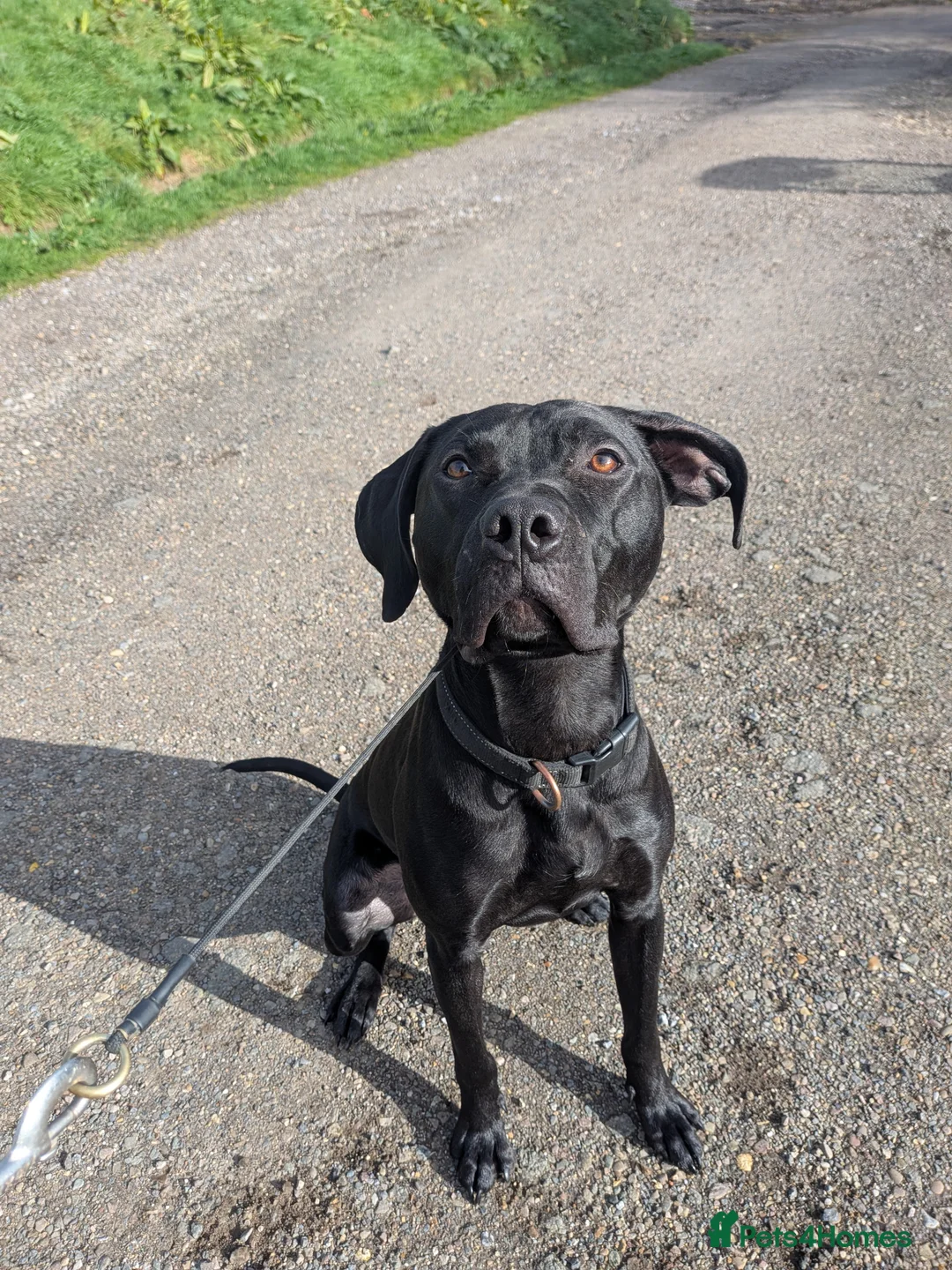 Mixed Breed dogs for sale: Zuul looking for a home! in Axminster - Advert 1