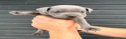 Staffordshire Bull Terrier dogs for sale: Staffordshire Bull Terrier Puppies - Advert 6