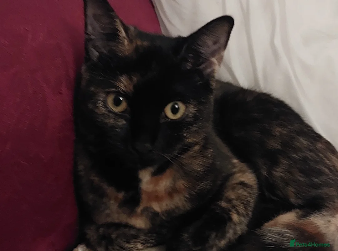 British Shorthair cats for sale: Miss  in Luton - Advert 5