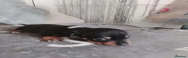Dachshund 5