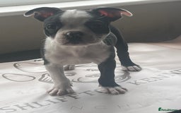 Boston Terrier dogs for sale: How is she the last puppy she’s perfect!  - Image 1