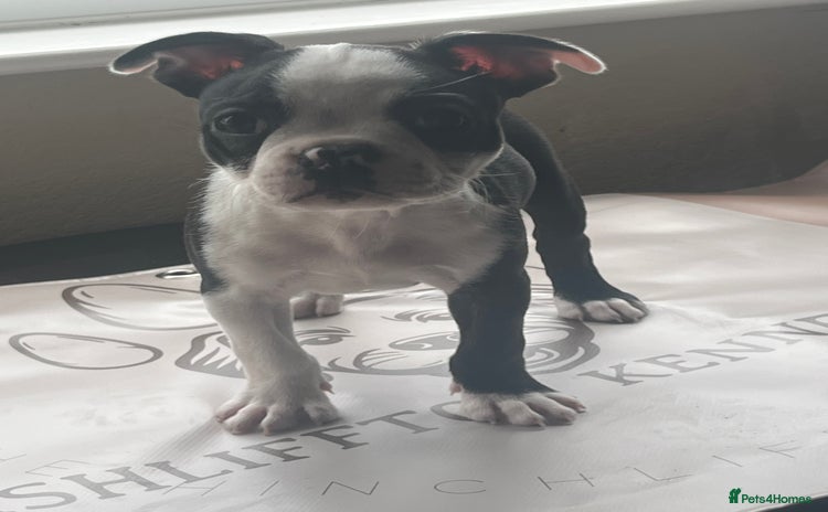 Boston Terrier dogs - Advert 3