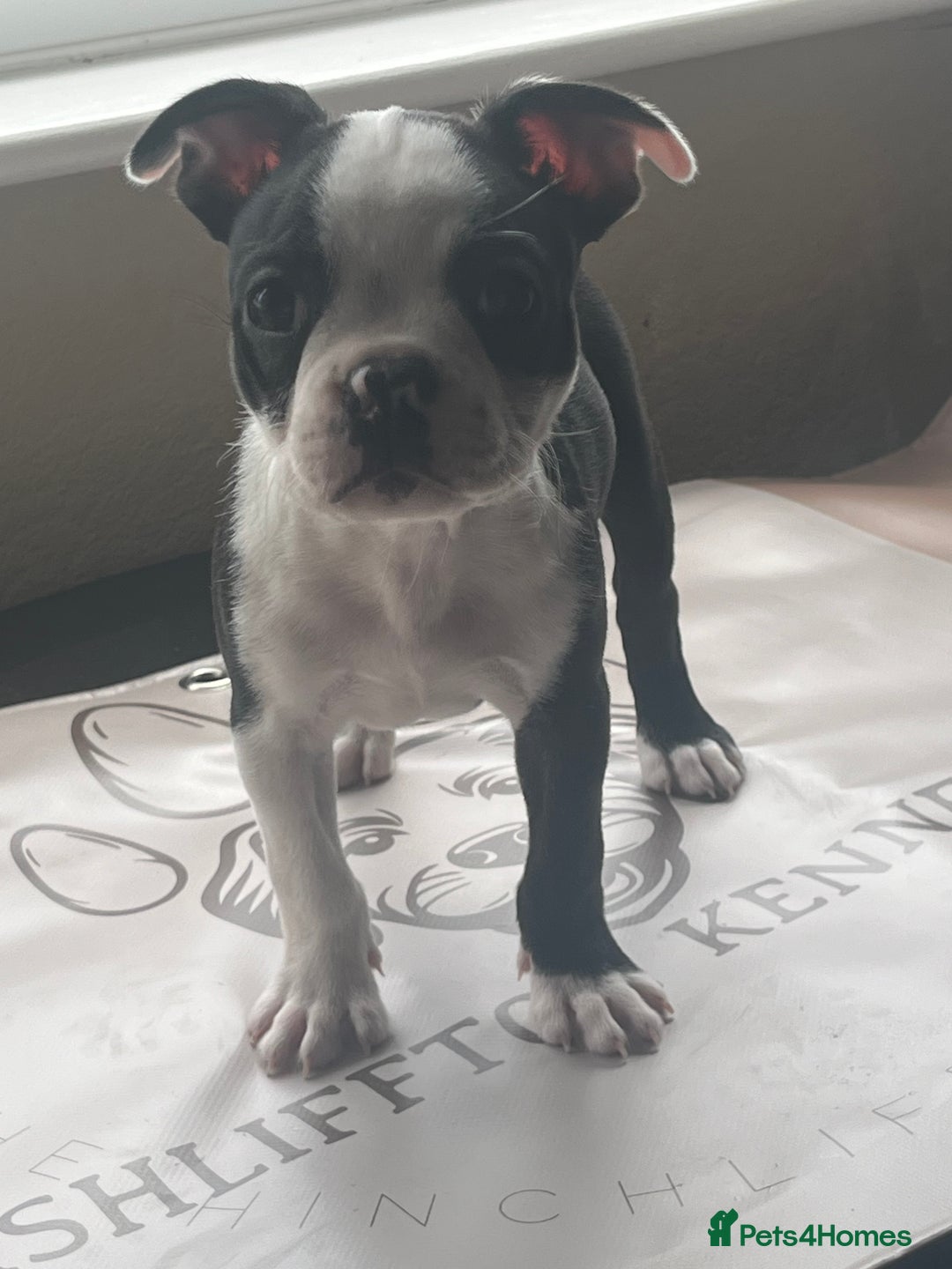 Boston Terrier dogs for sale: How is she the last puppy she’s perfect!  - Image 1