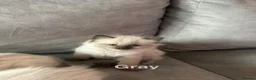 Ragdoll cats for sale: Ragdoll kittens - Advert 15