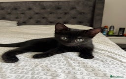 Mixed Breed cats for sale: Tortie kittens - Image 4