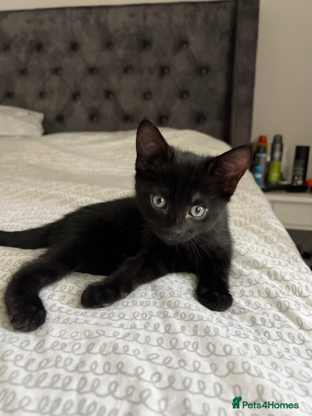Mixed Breed cats for sale: Tortie kittens - Image 4