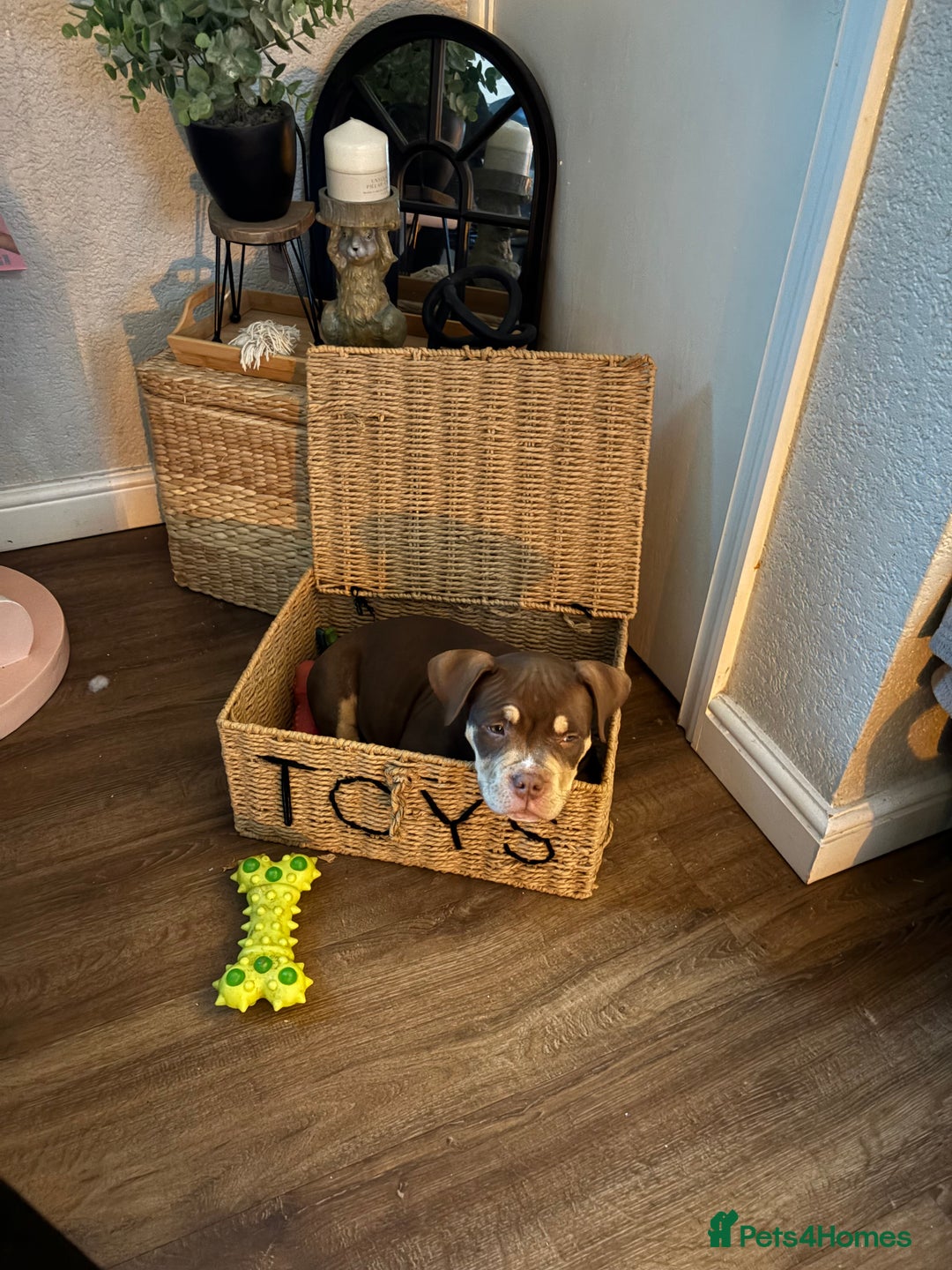 American Bully dogs for sale: Bruce male pocket bully puppy - Advert 5