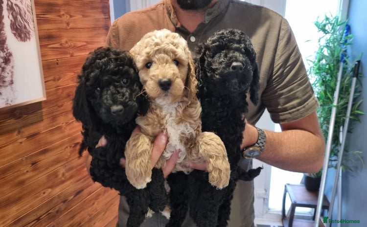 Mixed Breed dogs - Advert 1