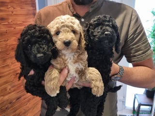 Mixed Breed dogs - Advert 33