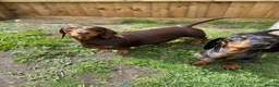 Miniature Dachshund dogs for sale: Beautiful litter of 5 girls - Advert 7