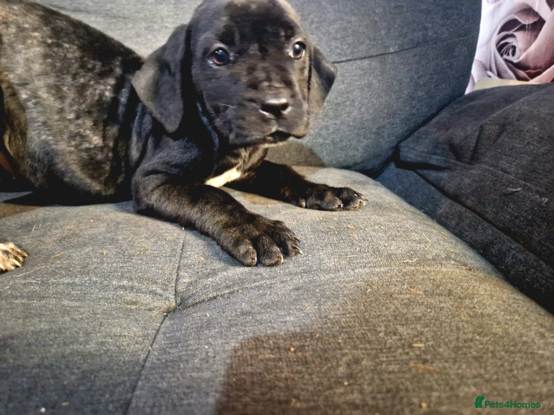Mixed Breed dogs for sale: READY TO LEAVE NOW chunky mastiff puppies - Image 6