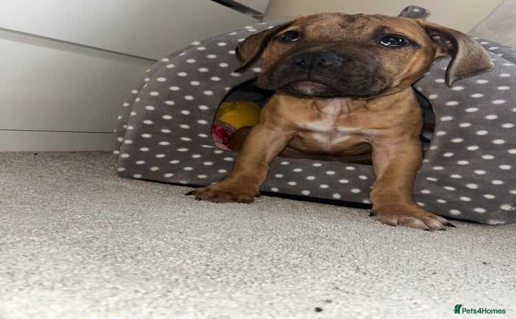 Staffordshire Bull Terrier dogs - Advert 1