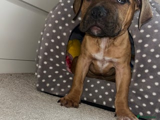 Staffordshire Bull Terrier dogs - Advert 3