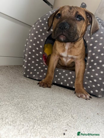 Staffordshire Bull Terrier dogs - Advert 1
