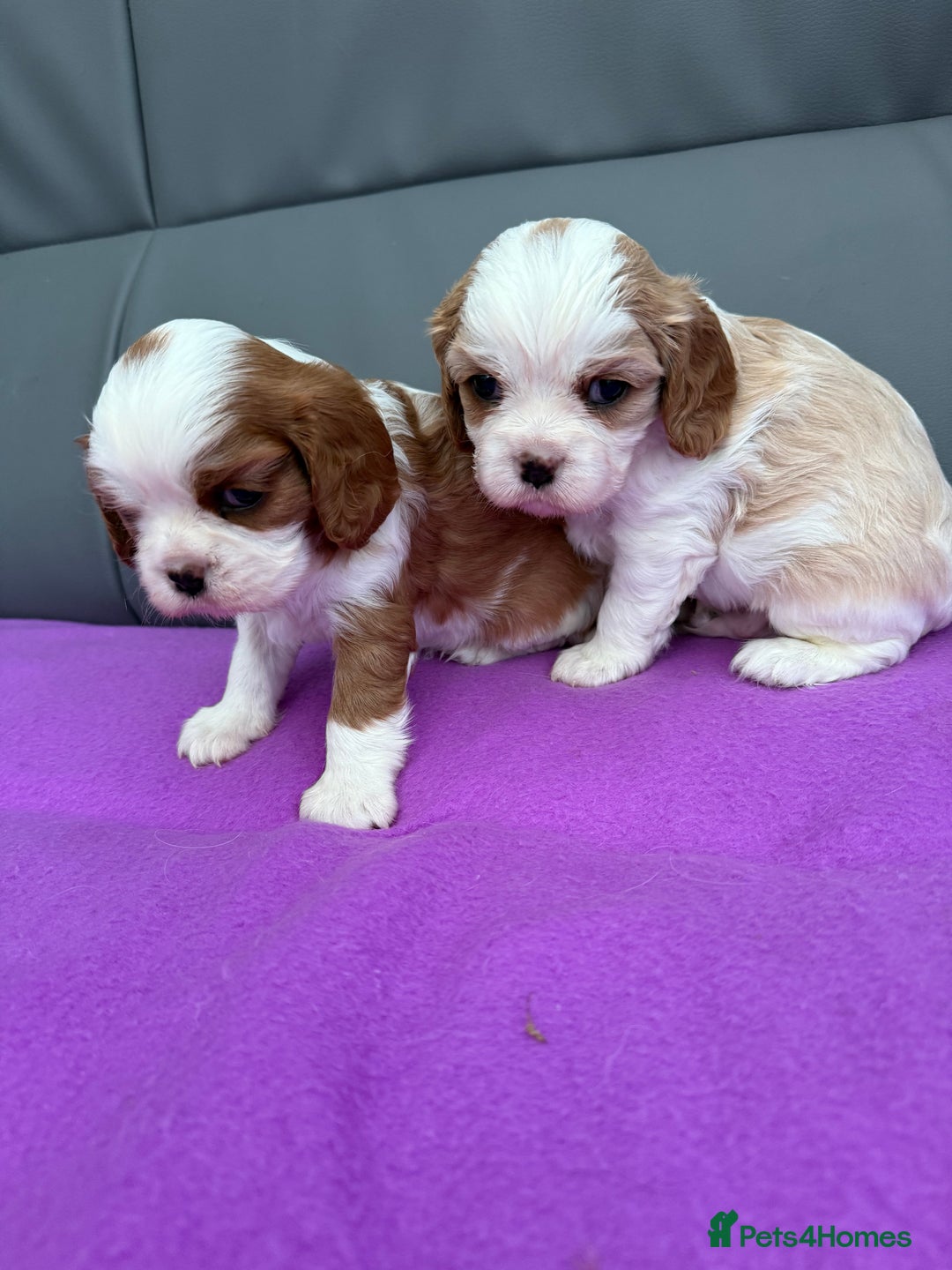 Cavalier King Charles Spaniel dogs for sale: Adorable Cavalier King Charles Spaniel  - Advert 5