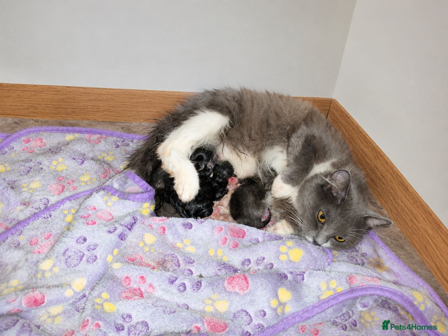 Mixed Breed cats 5 kittens  - Advert 1