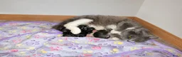 Mixed Breed cats for sale: 5 kittens  - Advert 2