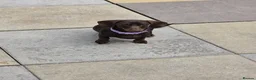 Dachshund dogs for sale: 2 girl puppies  - Advert 3
