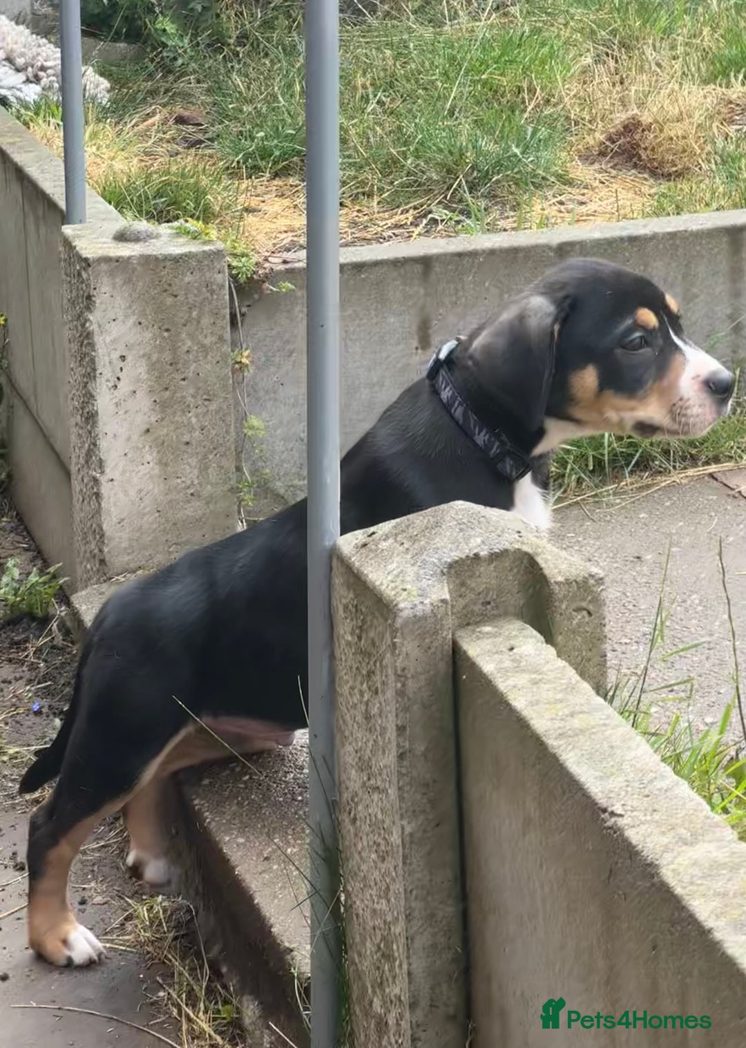 Mixed Breed dogs for sale: Heinz Pups for Sale  - Image 3