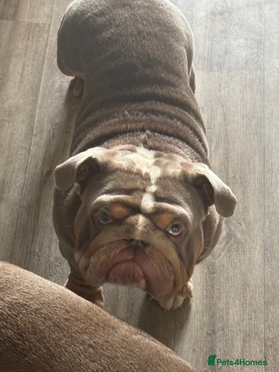 English Bulldog dogs for stud: FOR STUD 🔥Lilac tan tri english bulldog  in Wakefield - Advert 7