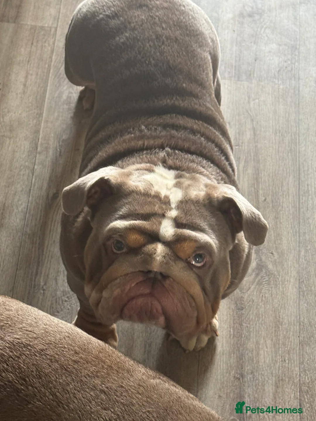 English Bulldog dogs for stud: FOR STUD 🔥Lilac tan tri english bulldog  in Wakefield - Advert 7