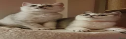 British Shorthair cats for sale: 🐾 Cute British Shorthair Chinchilla Silver-shaded - Advert 3