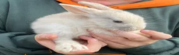 Mini Lop rabbits for sale: X5 Mini Lop Bunnies in Wednesbury - Advert 4