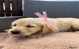 Golden Retriever dogs for sale: Beautiful litter of 7 GR puppies  - Image 3